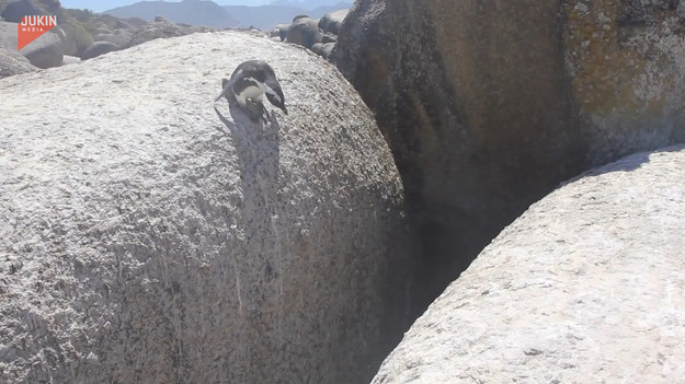 Pingwin został nagrany podczas swojej przeprawy z jednego kamienia na drugi. Czy uda mu się pokonać przeszkodę? Oglądajcie do końca.