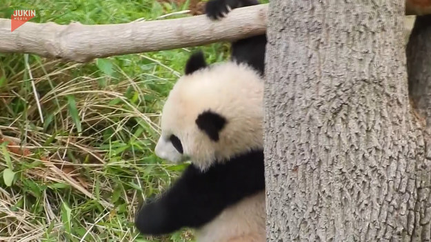 Nieporadność tej pandy jest urocza. Oglądajcie sami. 