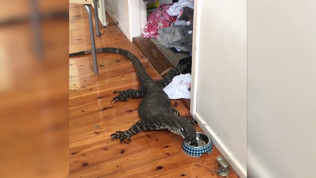 W jednym z australijskich domów pojawił się nieproszony gość. Gdy domownicy zorientowali się, że mają ogromną jaszczurkę, ta już zjadła wszystko kotu z miski. 