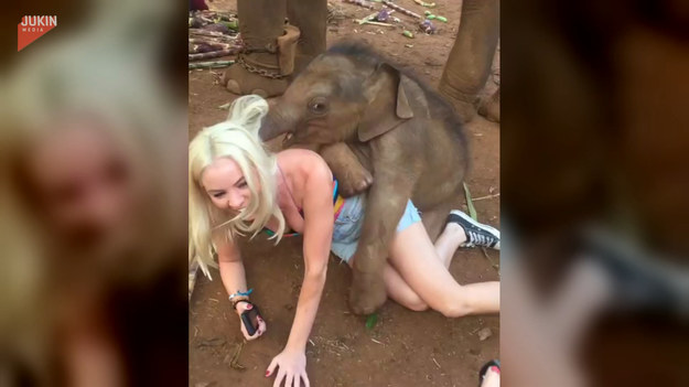 Atrakcyjna turystka wpadła w oko małemu słonikowi, który bardzo chciał się z nią pobawić. Urocze, prawda?