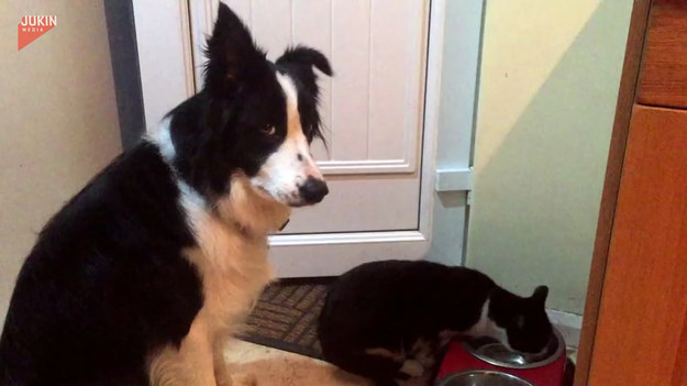 Kot został przyłapany przez psa, gdy wyjadał mu wszystko z miski. Co zrobi pies?