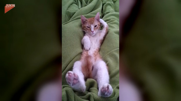Jak przyznają właściciele, ich kot kiedy jest zmęczony uwielbia spać w takiej pozycji. Takiemu to dobrze!