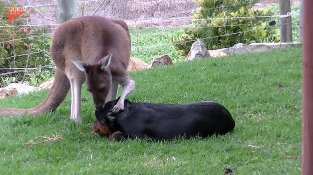 Kangur uwielbia swojego przyjaciela rottweilera i chętnie daje mu buziaki. Urocze, prawda?
