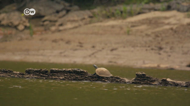 Żółw rzeczny w peruwiańskim regionie Madre de Dios jest zagrożony wyginięciem. Konserwatyści walczą teraz o uratowanie rzadkich gadów. 
