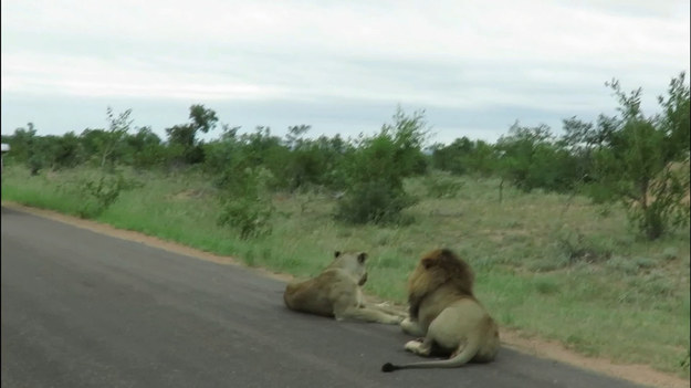 Dwójka mężczyzn chciała przejechać przez drogę. Problem polegał na tym, że blisko drogi leżał dorosłym samiec lwa ze swoją partnerką. Przez moment było gorąco, zobaczcie sami. 