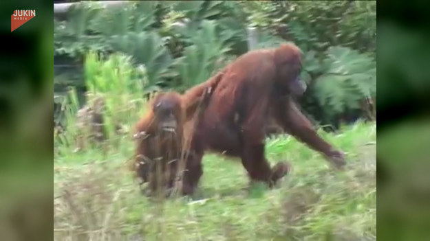 Ten mały orangutan chciał uciec od mamy i pobawić się samemu. Finał?