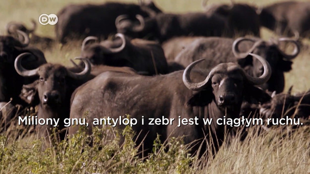 Wokół Parku Narodowego Serengeti dzikie zwierzęta i ludzie „walczą” ze sobą o przestrzeń do życia. Stowarzyszenie Zoologiczne we Frankfurcie stara się wspierać lokalnych mieszkańców w staraniach o ustanowienie granic przy Parku Serengeti. 
