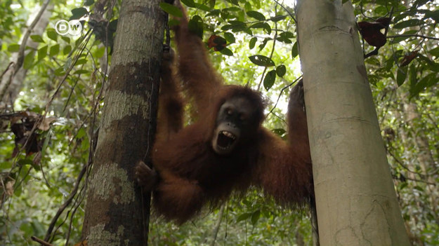 Szkoły orangutanów są częścią projektu konserwatorskiego prowadzonego przez Frankfurckie Towarzystwo Zoologiczne. Walczy o uratowanie małp w Parku Narodowym Bukit Tigapuluh na Sumatrze. Cel projektu: ustanowienie nowej populacji. 