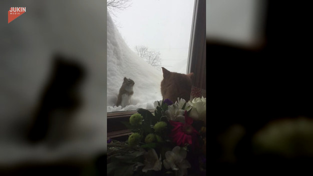 Gdy kot siedzący przy oknie zobaczył za szybą wiewiórkę, postanowił ją złapać. Był jednak tylko jeden problem...