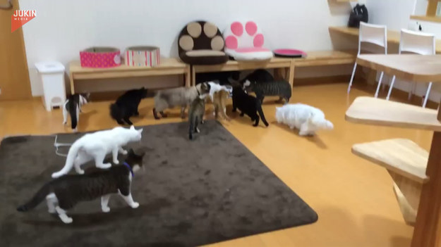 Grupa kotów nie przeszła obojętnie wobec "obcego", który pojawił się w ich pokoju. Finał zaskakuje.