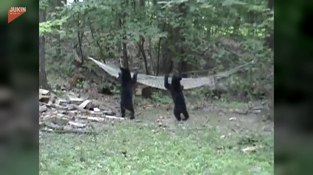 Domownicy byli w szoku po tym, jak wyjrzeli przez okno. Dwa młode niedźwiadki postanowiły skorzystać z hamaka, aby oddać się błogiemu lenistwu.