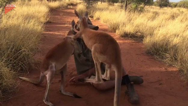 Podróżnik spotkał na swojej drodze dwa młode kangury. Te widząc obcego, stoczyły walkę o jego względy. Który wygrał?