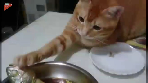 Kot widząc rybę na talerzu nie mógł się powstrzymać i próbował jej dotknąć. Uda się?