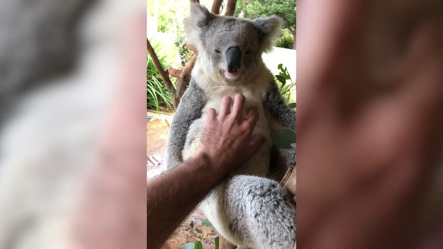Ten koala uwielbia przytulanie i pieszczoty, które serwują mu opiekunowie. 