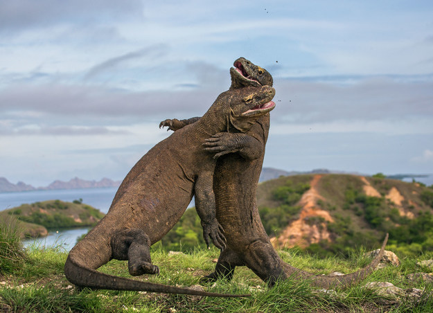 Władze Indonezji postanowiły, że w 2020 zamkną ruch turystyczny na wyspie Komodo. Tereny słynące z występowania waranów, "ostatnich dinozaurów na świecie" mają w tym czasie zapełnić się drzewami, a turyści wrócą na Komodo w roku 2021.