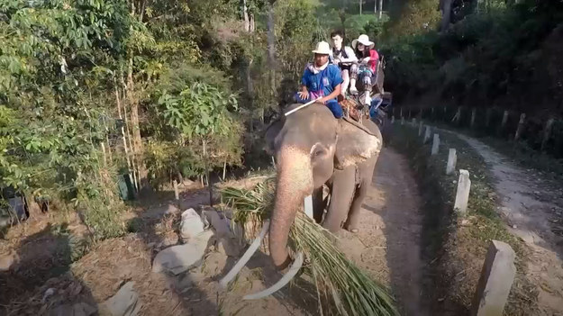 Słonie są atrakcją turystyczną w Tajlandii. Ale jak ten biznes wygląda na prawdę? Rozrywka dla turystów czy znęcanie się nad zwierzętami? Aby słoń mógł wozić turystów, trzeba go najpierw wytresować. To bardzo okutne praktyki. Materiał dla widzów o mocnych nerwach. via @ DW Stories