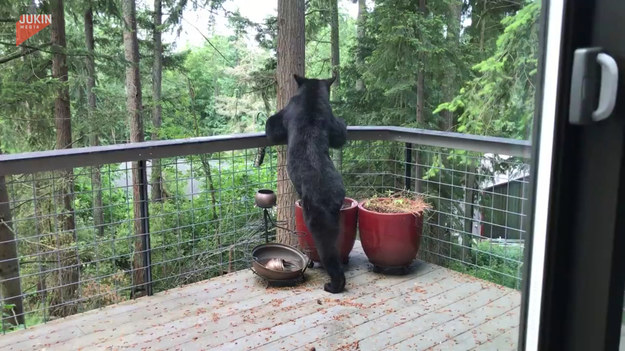 Mieszkańcy domku w środku lasu przyłapali złodzieja na gorącym uczynku. Niedźwiedź czarny próbował ukraść karmnik dla ptaków. Udało się?
