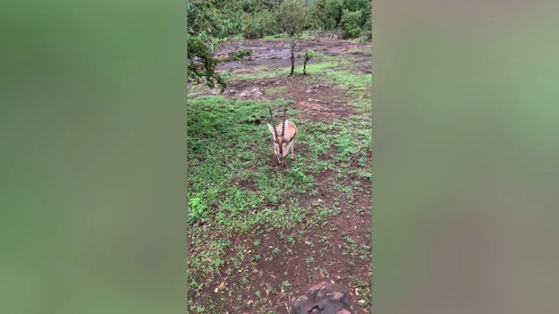 23-miesięczna gazela po raz pierwszy doświadczyła wolności. Zobaczcie jej radość! 