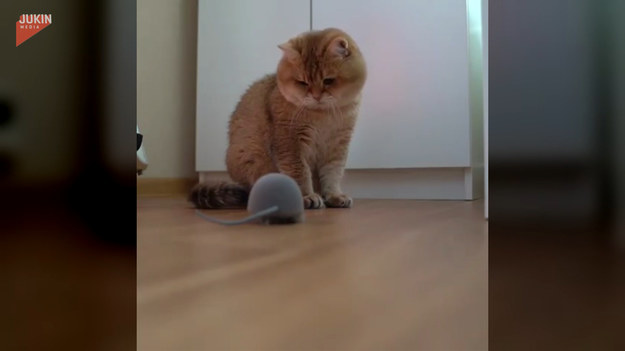 Kot otrzymał nową zabawkę od właścicieli - mysz, za którą mógłby biegać. Ale czy przypadnie mu ona do gustu? Na filmiku nie wydaje się zbyt szczęśliwy, wygląda na bardziej przerażonego.
