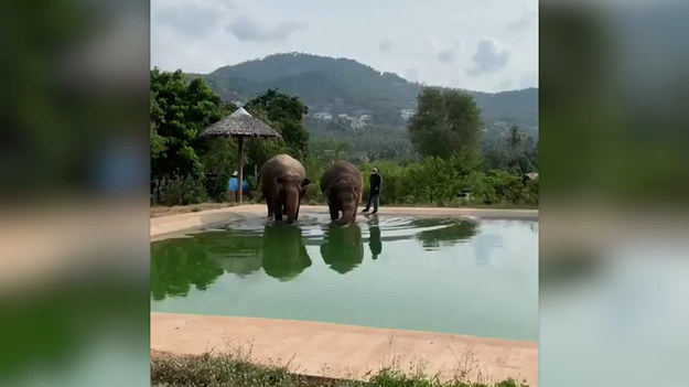 Turyści byli zaszokowani widokiem dwójki słoni (jak się okazuje również i najlepszych kumpli), które postanowiły podejść pod hotel i zanurzyć się w basenie.