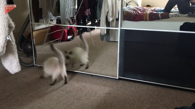 Kot przechodząc przez pokój zobaczył swoje odbicie w lustrze. I wtedy się zaczęło. Zobaczcie sami. 