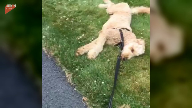 Pies, po długim spacerze, nie chciał jeszcze wracać do domu. Dlatego też postanowił położyć się na trawie i dać właścicielce do zrozumienia, o co mu chodzi. 