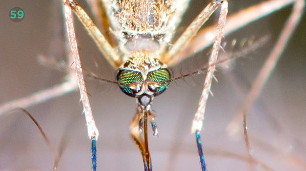Deszczowa wiosna sprawiła, że pojawiły się całe chmary komarów. Każdemu wydaje się, że przyciąga komary bardziej niż inni. A co tak naprawdę może zwabić te znienawidzone owady?