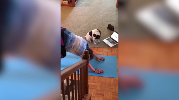 Syn nagrał ze szczytu schodów swoją mamę jak ćwiczyła jogę. Obok pani siedział pies, który widząc jej starania, sam postanowił poćwiczyć. 