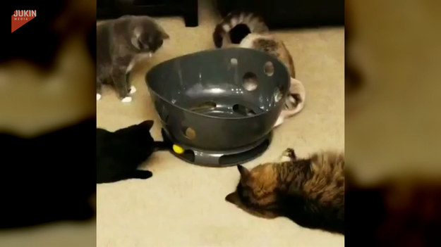 Cztery koty z zainteresowaniem przyglądały się nowemu gadżetowi w domu. Czy wszystkim przypadł on do gustu?