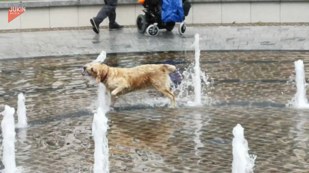 Właściciele nagrali swojego psiaka podczas zabawy w fontannie. To się nazywa radość w najlepszym wydaniu. 