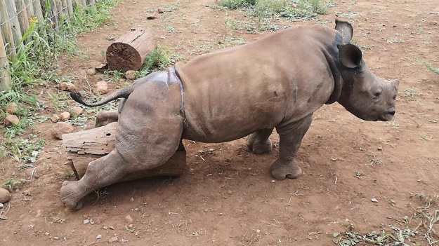 Ten młody nosorożec był w potrzebie. Koniecznie musiał się podrapać i jedyne co miał koło siebie to duży kawałek drzewa. 