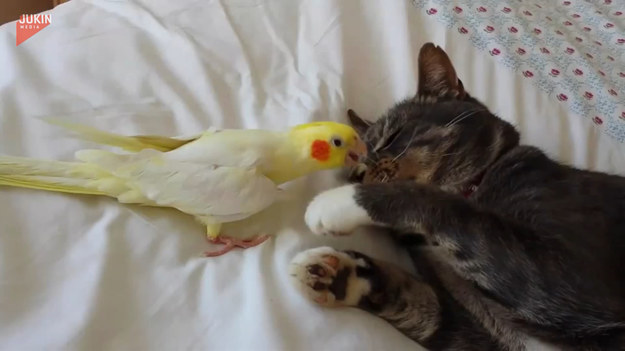 Papuga widząc śpiącego kota, postanowiła uprzykrzyć mu drzemkę. Jaka będzie reakcja kota?