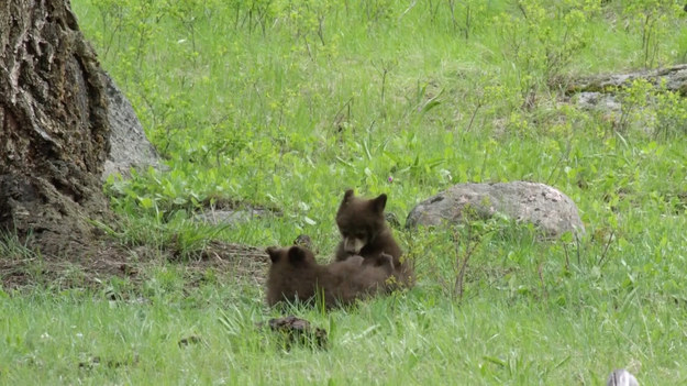 Filmowiec dzikiej natury natrafił na naprawdę wyjątkowy widok. Przemierzając Park Narodowy Yellowstone uchwycił niedźwiedzią rodzinę podczas wesołej zabawy. Maluchy wspinały się na drzewa oraz urządzały zapasy. Mama bacznie doglądała pociech z daleka nie przeszkadzając im w harcach. 