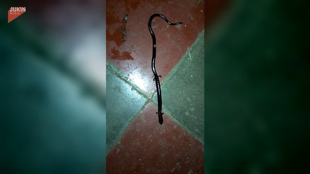W jednym z domu, mieszkańcy znaleźli dziwne zwierzę. Wygląda jak połączenie węża z jaszczurką. Co to takiego? 