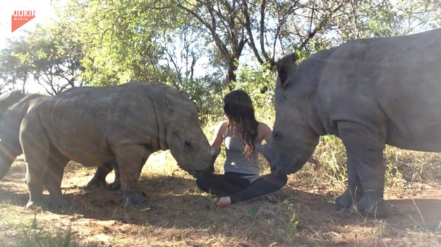Podczas, gdy kobieta miło spędzała czas z młodymi nosorożcami jeden z nich, Nandi, postanowił położyć łeb na kolanach dziewczyny nie zważając na to ile waży. 