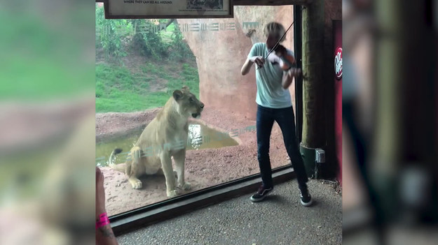 Skrzypek przyszedł do zoo w Oklahomie i zagrał dla tygrysicy serenadę. Jaka była reakcja zwierzęcia?