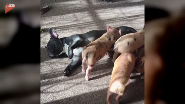 Buldożka leżała sobie spokojnie na podłodze. Wtedy pojawiła się gromada młodych świnek, który zaczepiały suczkę. Ta jednak z dość dużym spokojem zniosła ich zabawy. 