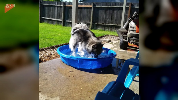 Ten psiak chłodził się w specjalnym niskim basenie w ogrodzie. Po czasie wpadł jednak w zabawną furię. Zobaczcie co robił. 