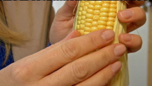 W dzisiejszym programie Ania Guzik powie wszystko na temat kukurydzy. 
