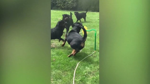 Ta gromada psów, widząc nowo zainstalowany zraszacz w ogrodzie, z chęcią biegały próbując złapać strumienie wody. 