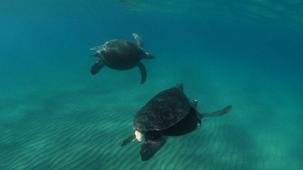 Cypr Północny (Turecka Republika Cypru Północnego) słynie z wielu atrakcji. Plaże tego regionu uwielbiają żółwie Caretta caretta. Szczególnie upodobały sobie Alagadi Beach, nazywanej również "żółwią plażą". Niestety, nie mają tam łatwego życia. Żółwie pływają bowiem wśród plastikowych śmieci, zostawianych przez turystów. Może chwila refleksji?