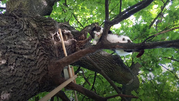 Czy kot może mieszkać na drzewie? Okazuje się, że tak! Drzewo rośnie w Bartoszycach, przy ruchliwej trasie do przejścia granicznego Polska-Rosja. Jak kot się tam zadomowił? Mieszkańcy mają wiele teorii.