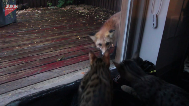 Chester i Poppy, dwa koty bengalskie bawiły się przy drzwiach prowadzących na taras. Nagle za szybą zobaczyły młodego lisa, który wpadł w odwiedziny do ich ogrodu. Finał?