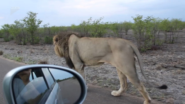Turyści jechali bardzo blisko lwa, który spacerował wzdłuż drogi. Kiedy tylko odrobinę go wyprzedzili, zwierzę... Zobaczcie zresztą sami. 