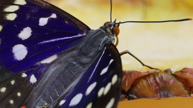 Po raz pierwszy w Europie japoński motyl narodowy, „japoński cesarz”, dał potomstwo w austriackim zoo Schoenbrunn w Wiedniu. Gąsienice mają tylko około jednego centymetra wysokości i wyglądają, jakby miały poroża na głowach. Silny trzepot skrzydeł motyla symbolizuje moc cesarza. Samce w górnej części skrzydeł są jasnoniebieskie. 