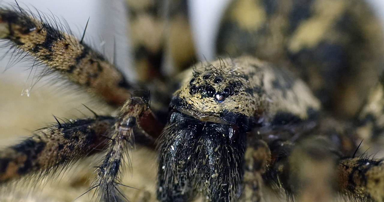 Nie Dla Arachnofob W Naukowcy Odkryli Nowy Gatunek Tarantuli