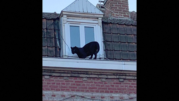 Wygląda na to, że to najbardziej pożądany kot we Francji. Ta czarna pantera została wykradziona z zoo. Gdy pojawiła się na dachu kamienicy w pobliżu Lille, wezwano odpowiednie służby. Zwierzę udało się schwytać i przewieźć w bezpieczne miejsce.