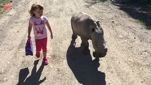 Mały osierocony nosorożec znalazł się w dobrym domu. Od pierwszego spotkania polubili się z dziewczynką. 