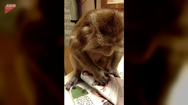Ta urocza małpka przeglądała katalog z prezentami. Patrząc na jej reakcję, najwyraźniej nic nie przypadło jej do gustu.