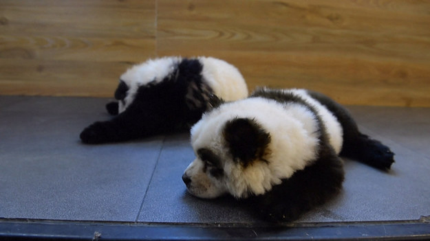 Pewna kawiarnia dla zwierząt w Chinach postanowiła "przerabiać" psy. Czworonogi są farbowane na czarno i biało, aby wyglądały jak... młode panda. Ta dziwaczna "atrakcja" wywołała gorącą debatę na temat traktowania zwierząt i ochrony ich praw.